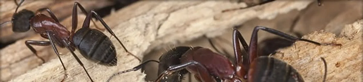Close-up of ants on wood showing an active ant infestation in Hollywood, FL