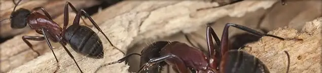 Close-up of ants on wood showing an active ant infestation in Hollywood, FL