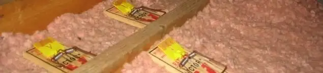 Mouse traps placed in an attic for rodent control in Hollywood, FL