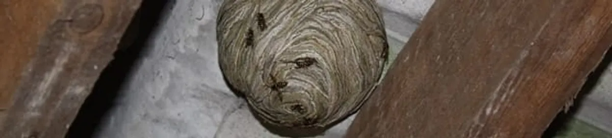 Wasp nest in an attic space, a common home infestation risk in Hollywood, FL