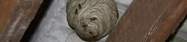 Wasp nest in an attic space, a common home infestation risk in Hollywood, FL