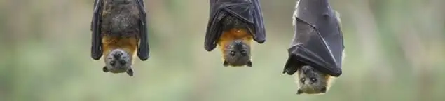 Bats roosting together, a common sign of a bat infestation in Hollywood, FL