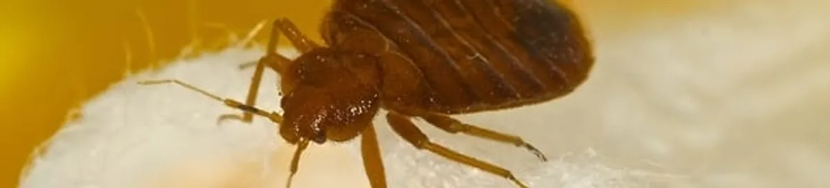 Close-up of a bed bug, a sign of an active infestation in Hollywood, FL