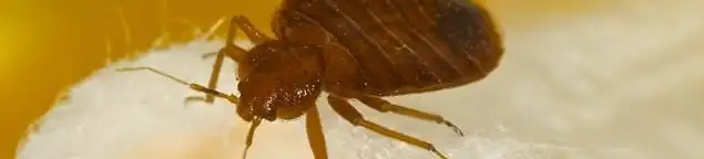 Close-up of a bed bug, a sign of an active infestation in Hollywood, FL