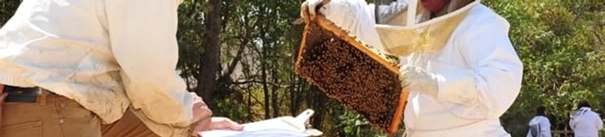 Bee removal specialists relocating a hive and honeycomb safely in Hollywood, FL
