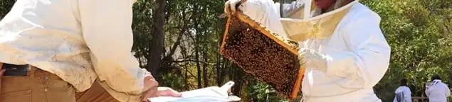Bee removal specialists relocating a hive and honeycomb safely in Hollywood, FL