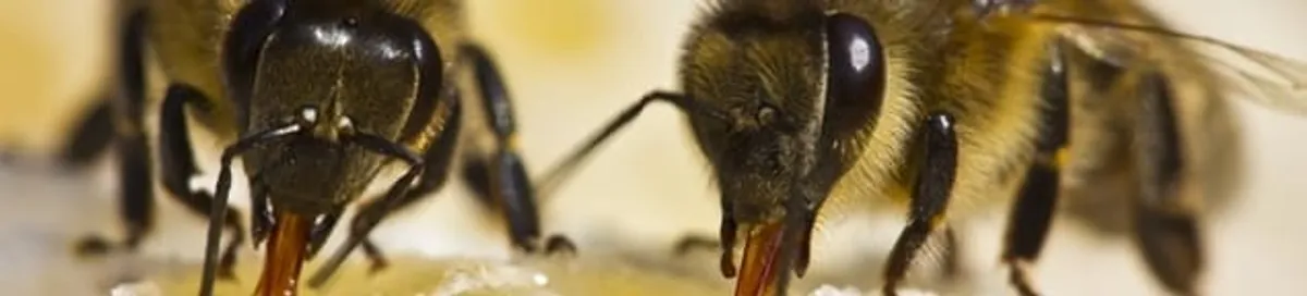 Close-up of honey bees, a sign of a nearby hive in Hollywood, FL