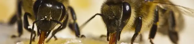Close-up of honey bees, a sign of a nearby hive in Hollywood, FL
