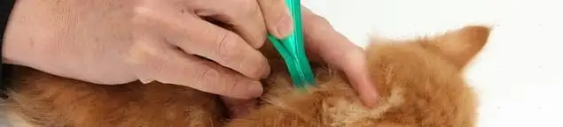 Flea treatment for pets using a flea comb, a sign of flea problems in Hollywood, FL