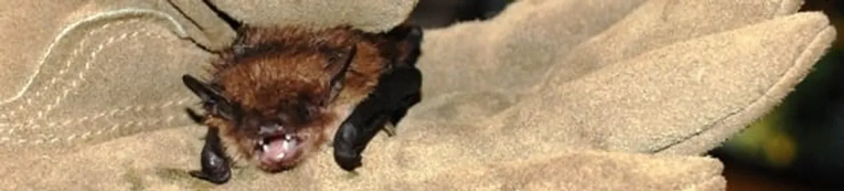 Bat removal specialist holding a bat safely during humane exclusion in Hollywood, FL