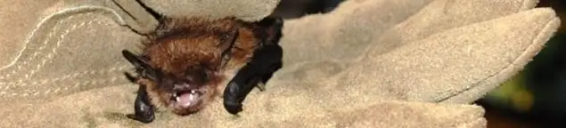 Bat removal specialist holding a bat safely during humane exclusion in Hollywood, FL