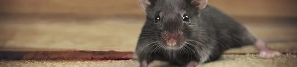 Mouse indoors, a common sign of a rodent infestation in Hollywood, FL
