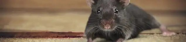Mouse indoors, a common sign of a rodent infestation in Hollywood, FL