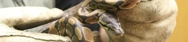 Snake removal specialist safely handling a snake with protective gloves in Hollywood, FL