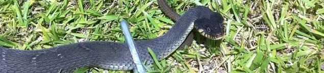 Snake in a yard, a common sign of a snake problem near a home in Hollywood, FL