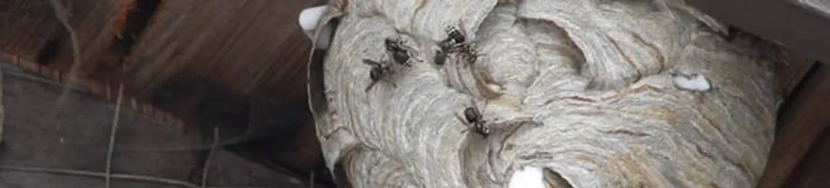 Close-up of a wasp nest with active wasps, a sign of an infestation in Hollywood, FL