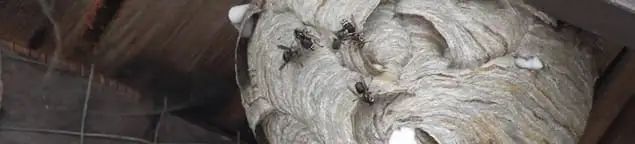 Close-up of a wasp nest with active wasps, a sign of an infestation in Hollywood, FL